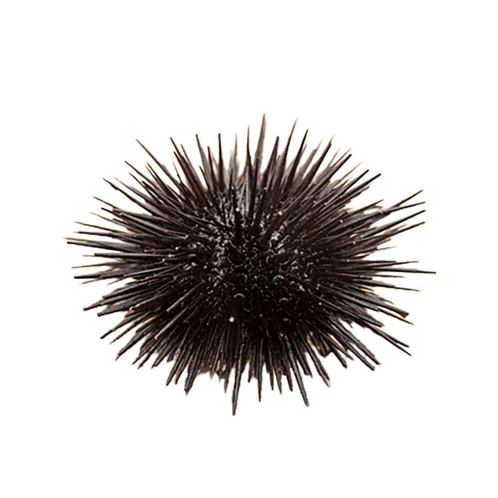 Urchin Shortspine Black (Echinometra Mathaei)