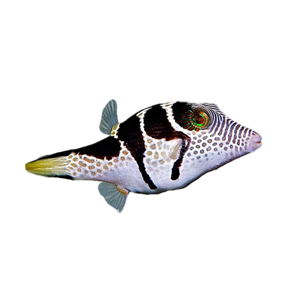 Valentini Puffer (Canthigaster Valentini) - Available 4 June