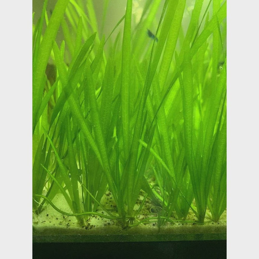 Vallisneria Medium