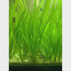 Vallisneria Medium