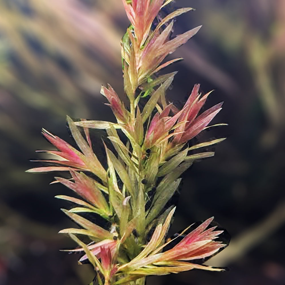 Vallisneria Triptera