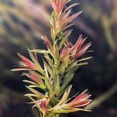 Vallisneria Triptera