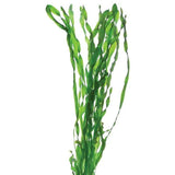 Vallisneria Contortionist