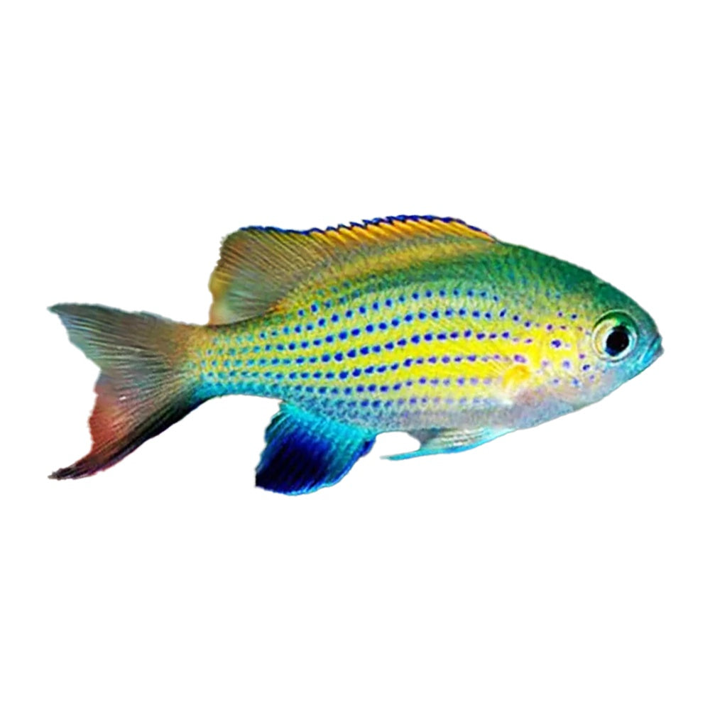 Vanderbilt Chromis (Chromis Vanderbilti)