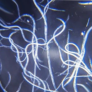Vinegar Eels