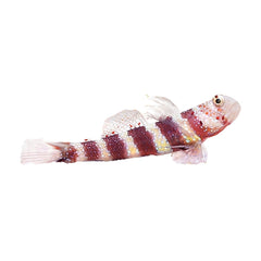 Wheelers Shrimp Goby (Amblyeleotris Wheeleri)