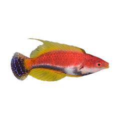 Whip Fin Fairy Wrasse (Cirrhilabrus Filamentosus)
