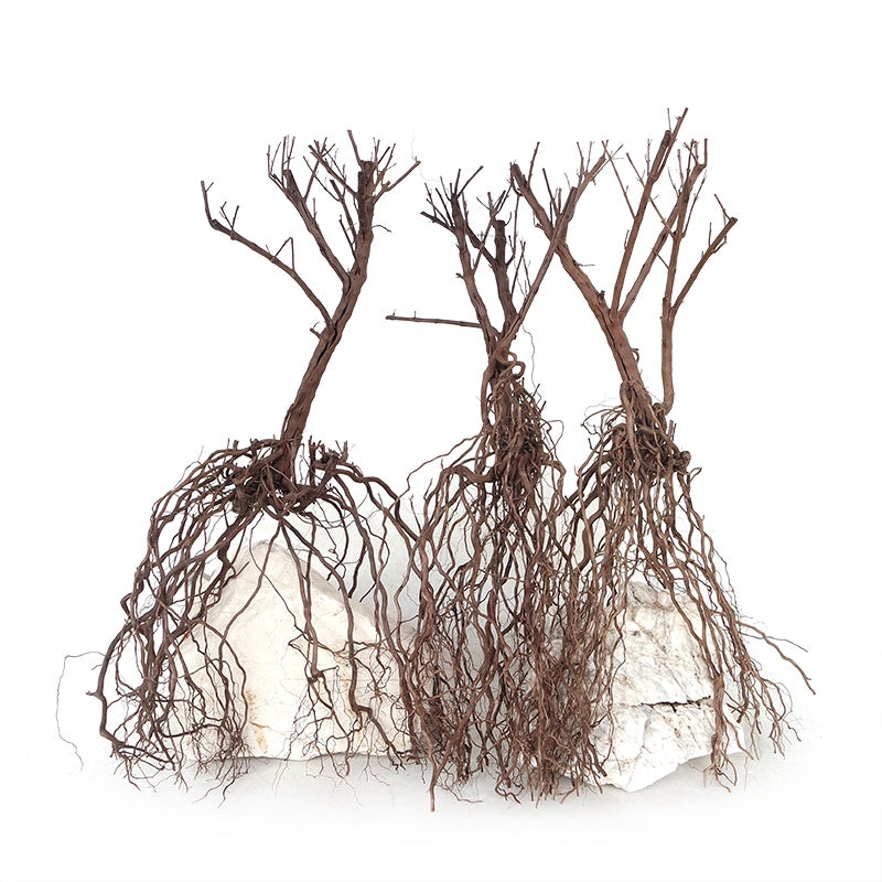 Wyld Whiskers Wood