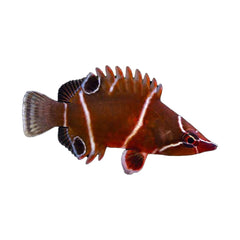 White Banded Possum Wrasse (Wetmorella Albofasciata)