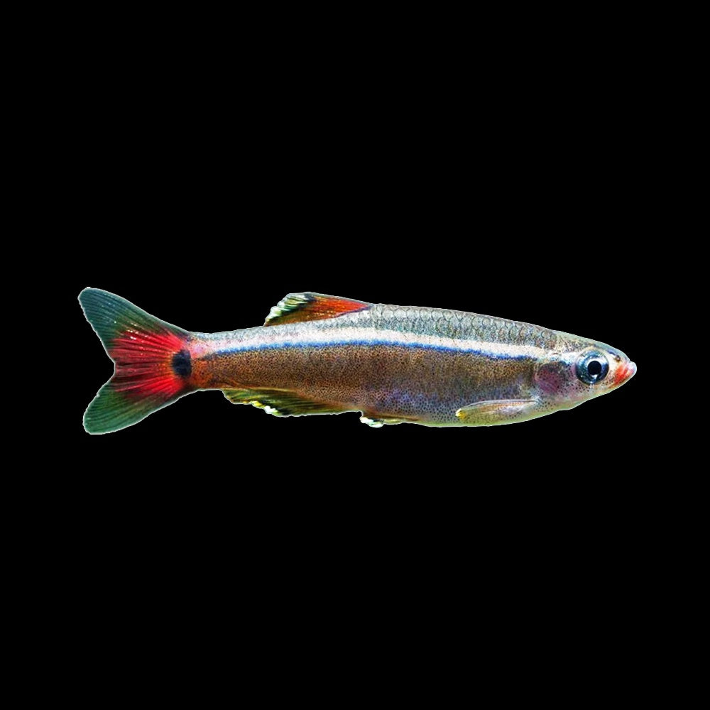 White Cloud Mountain Minnow (Tanichthys Albonubes)