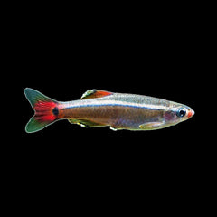 White Cloud Mountain Minnow (Tanichthys Albonubes)