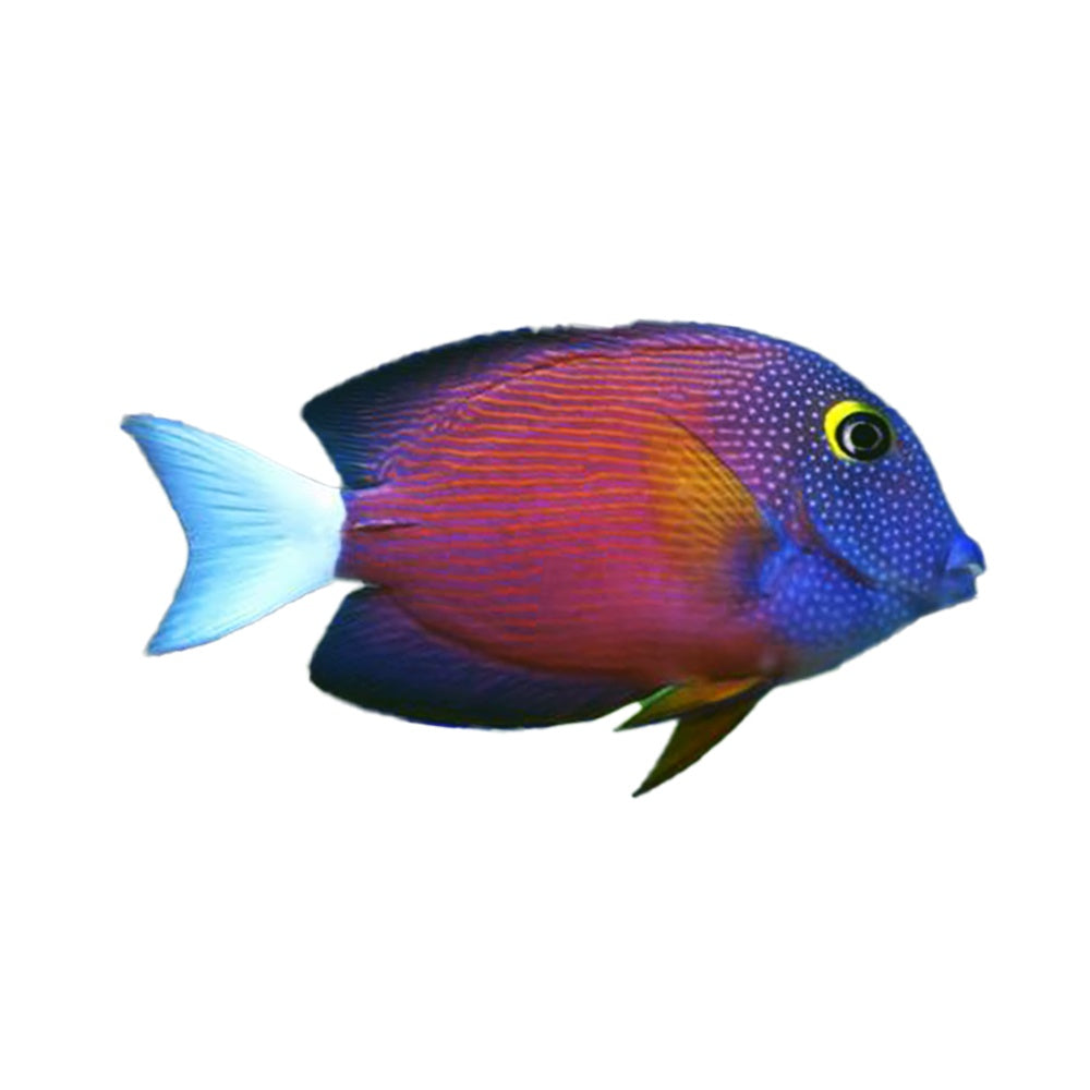 White Tail Bristletooth Tang (Ctenochaetus Flavicauda)