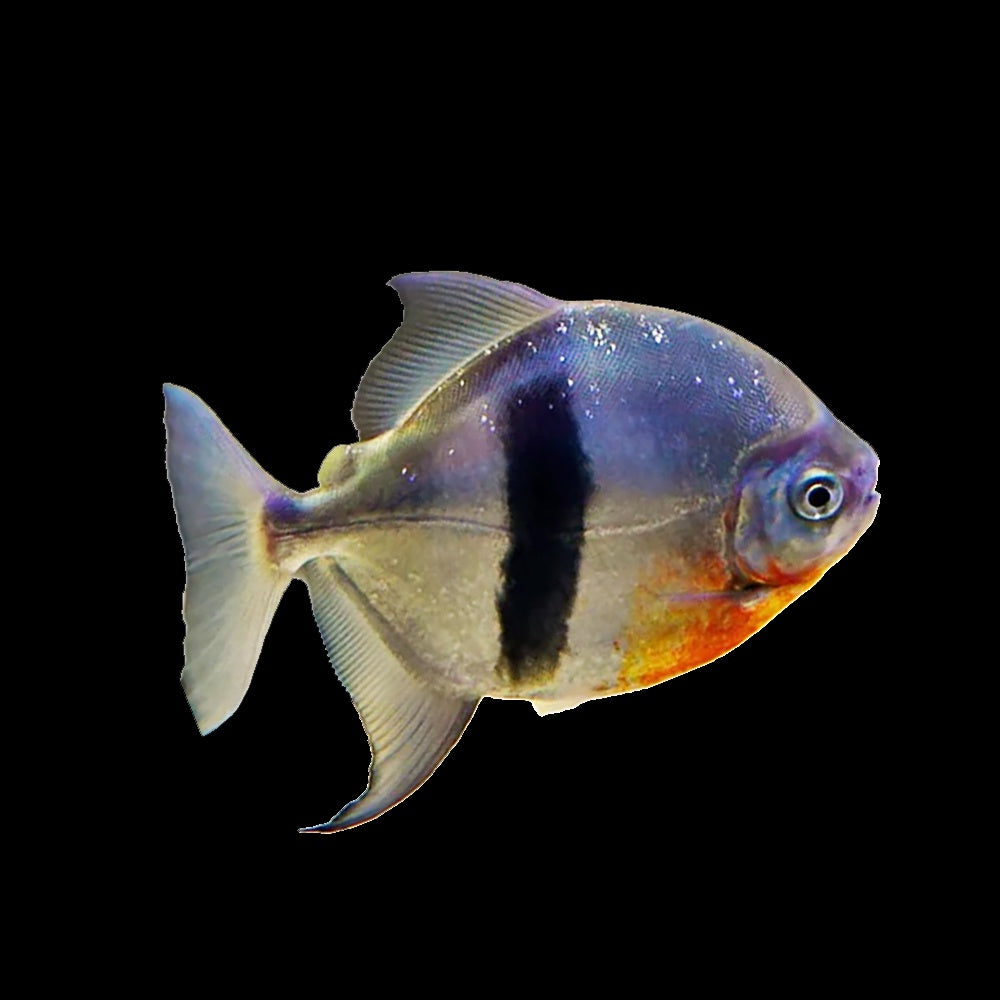 Wide Bar Silver Dollar (Metyniss Sp.)