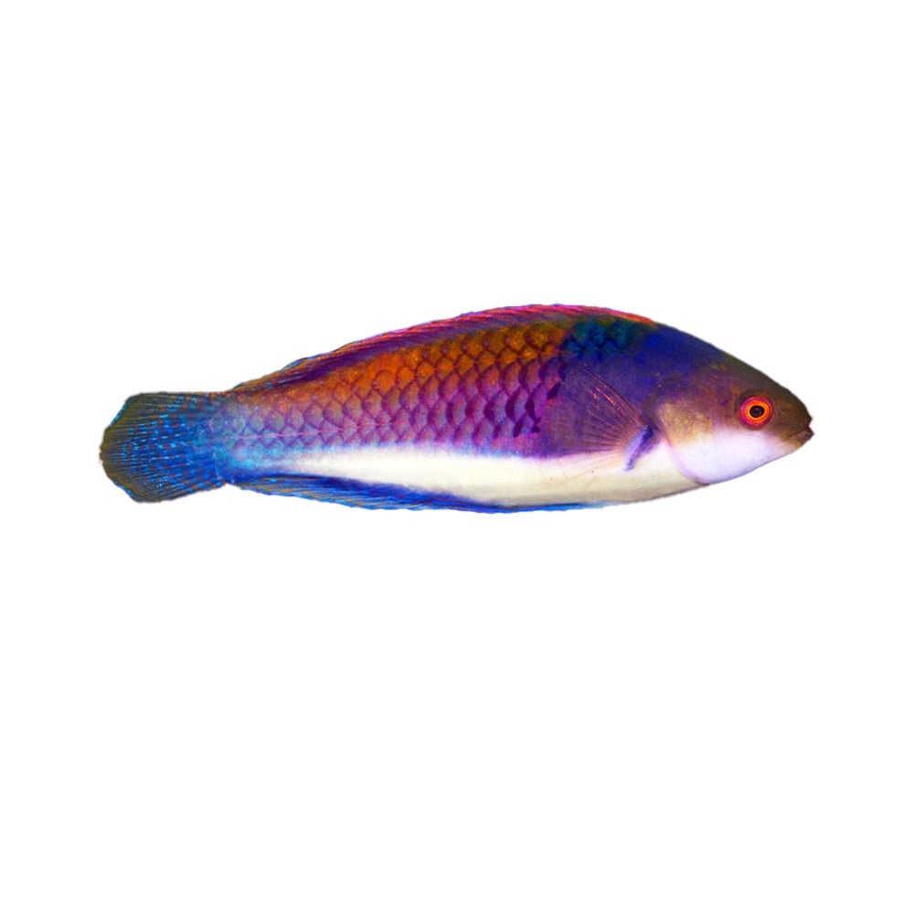 Wrasse Fairy Blue Sided (Cirrihilabrus Cyanopleura) Available 4 June