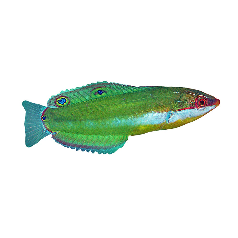 Wrasse Brownfield (Halichoeres Brownfieldi)