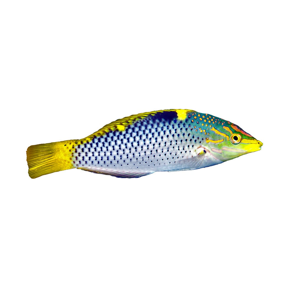 Checkerboard Wrasse