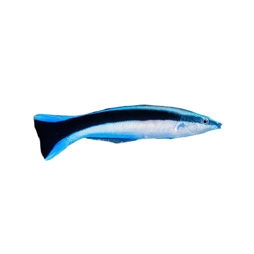 Cleaner Wrasse
