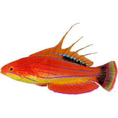 Carpenter Fairy Wrasse