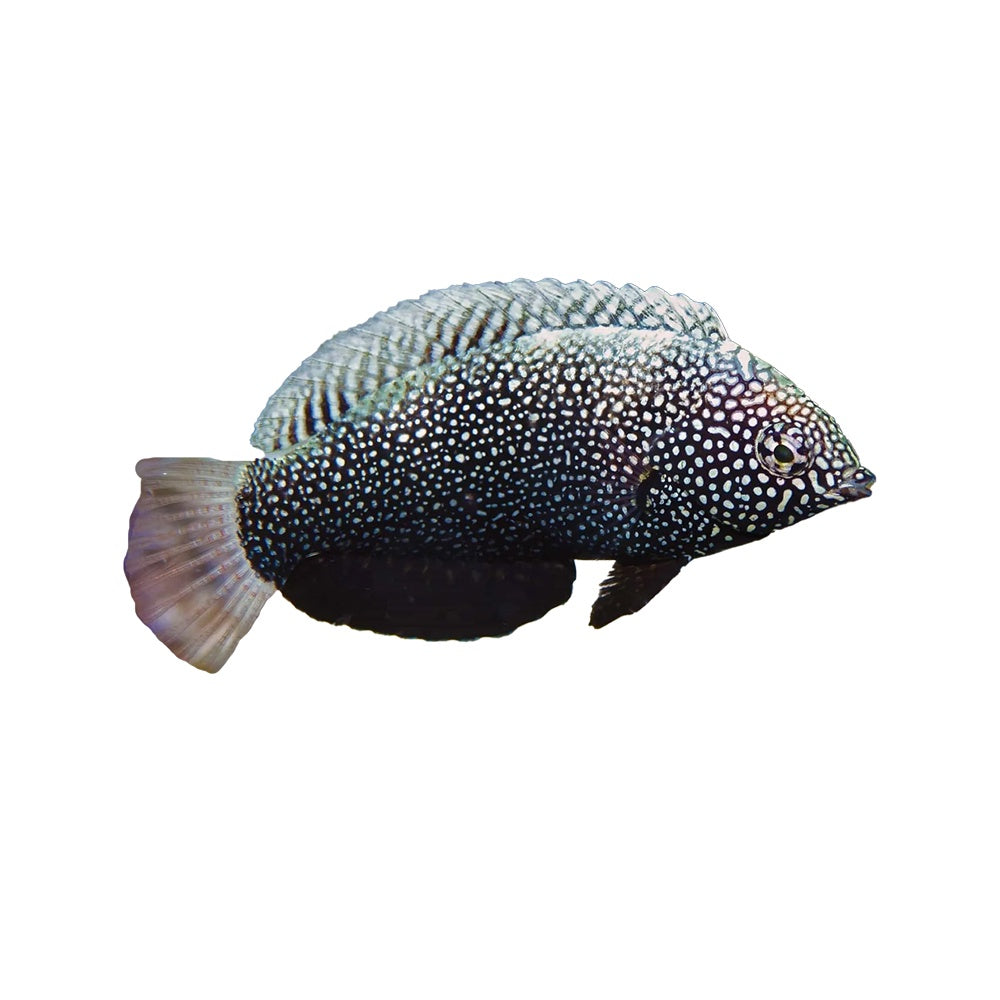 Black Leopard Wrasse