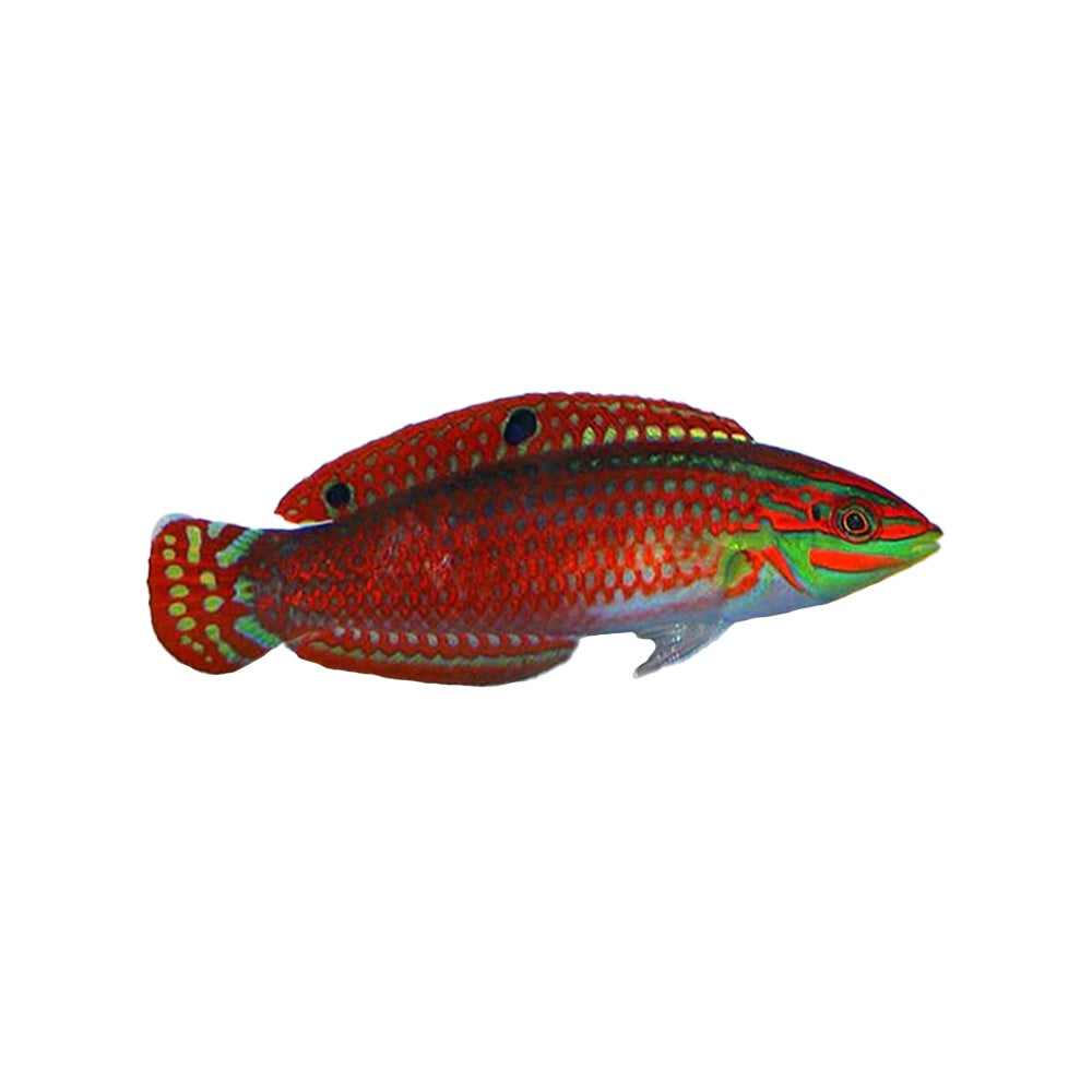 Neon Wrasse