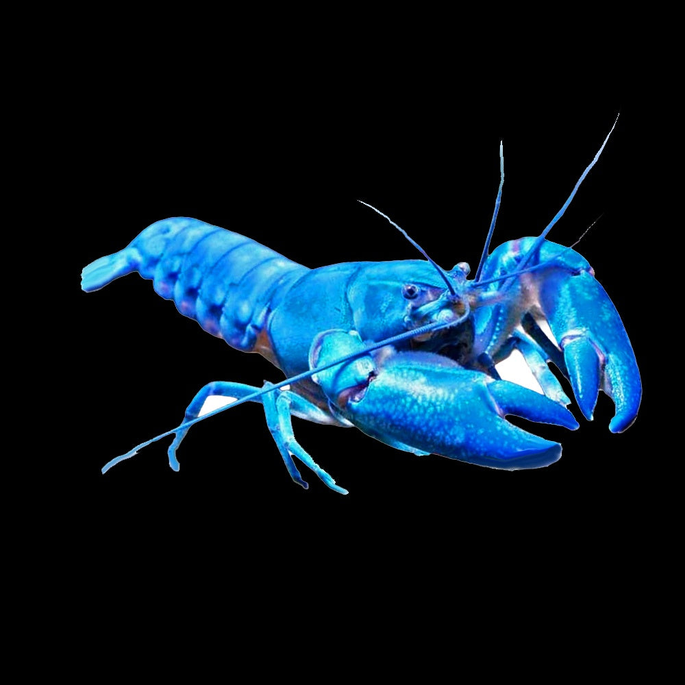 Yabby Electric Blue (Cherax Destructor)