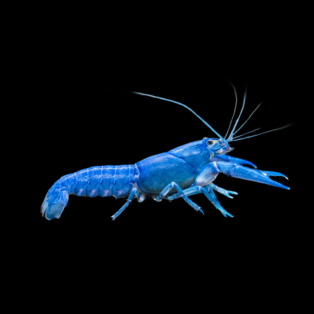 Yabby Electric Pearl (Cherax Albidus)