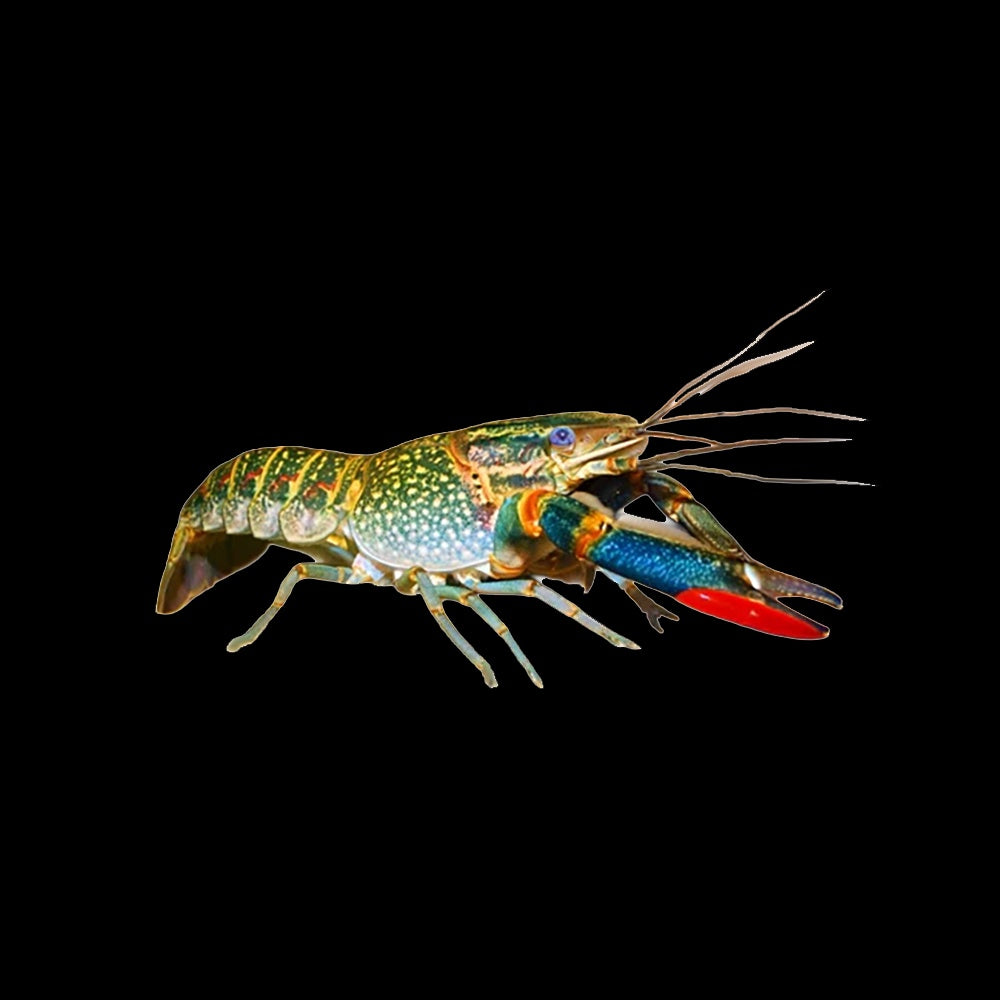 Yabby Red Claw (Cherax Quadricarinatus)