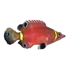 Yellow Banded Possum Wrasse (Wetmorella Nigropinnata)