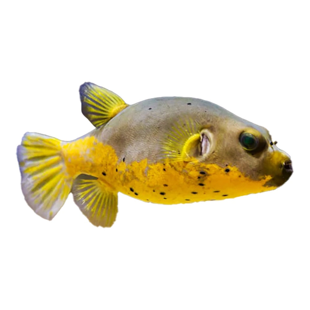 Yellow Belly Dog Face Puffer (Arothron Nigropunctatus)