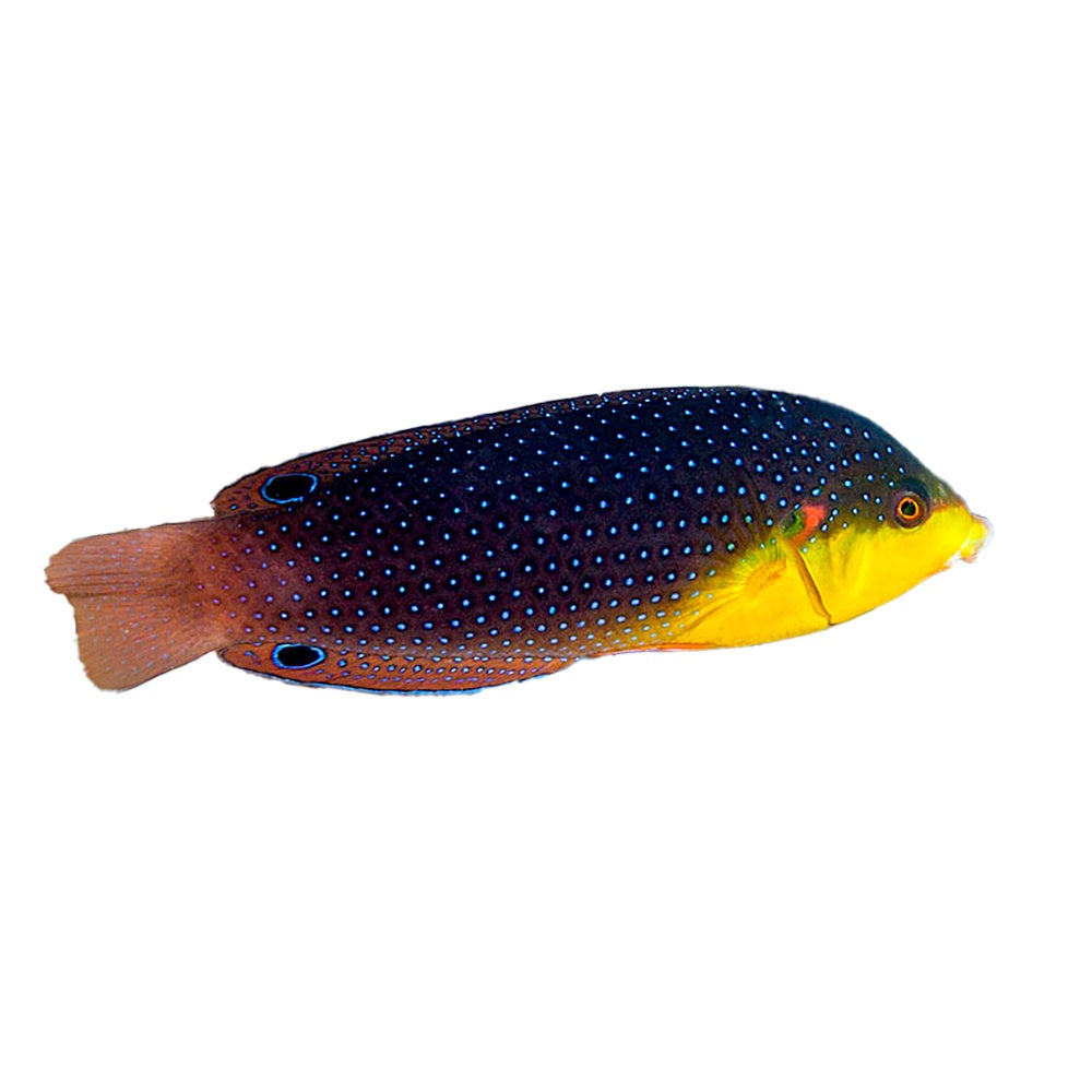 Yellow Breast Wrasse (Anampses Twistii)