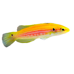 Yellow Candy Hogfish (Bodianus Bimaculatus)
