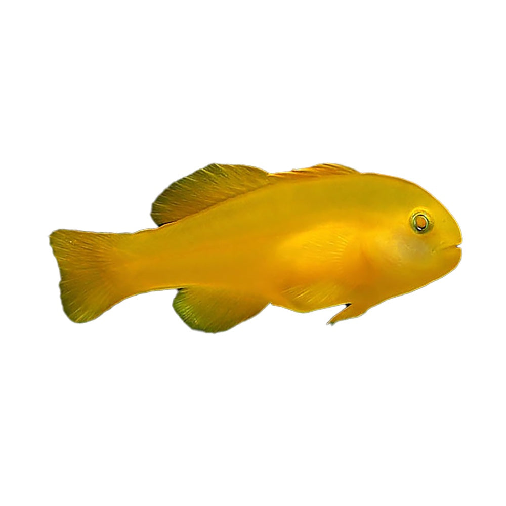 Yellow Coral Goby (Gobiodon Okinawae) - Available 4 June