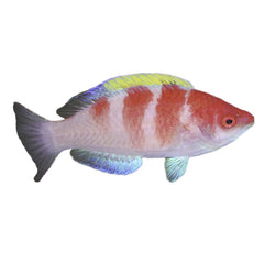 Yellow Fin Fairy Wrasse (Cirrhilabrus Flavidorsalis)