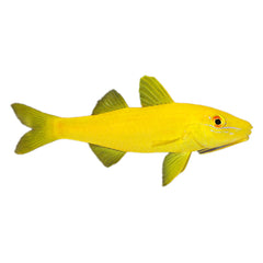 Yellow Goatfish (Mulloidichthys Martinicus)