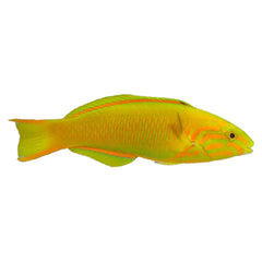 Yellow Moon Wrasse (Thalassoma Lutescens)