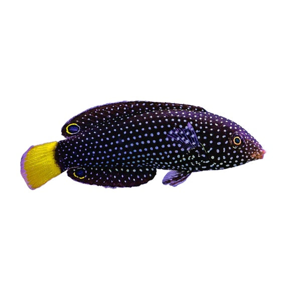 Yellowtail Tamarin Wrasse (Anampses meleagrides)