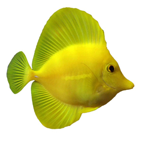Yellow Tang (Zebrasoma Flavescens)