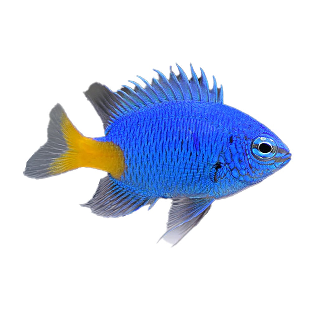 Yellowtail Damselfish (Chrysiptera Parasema)