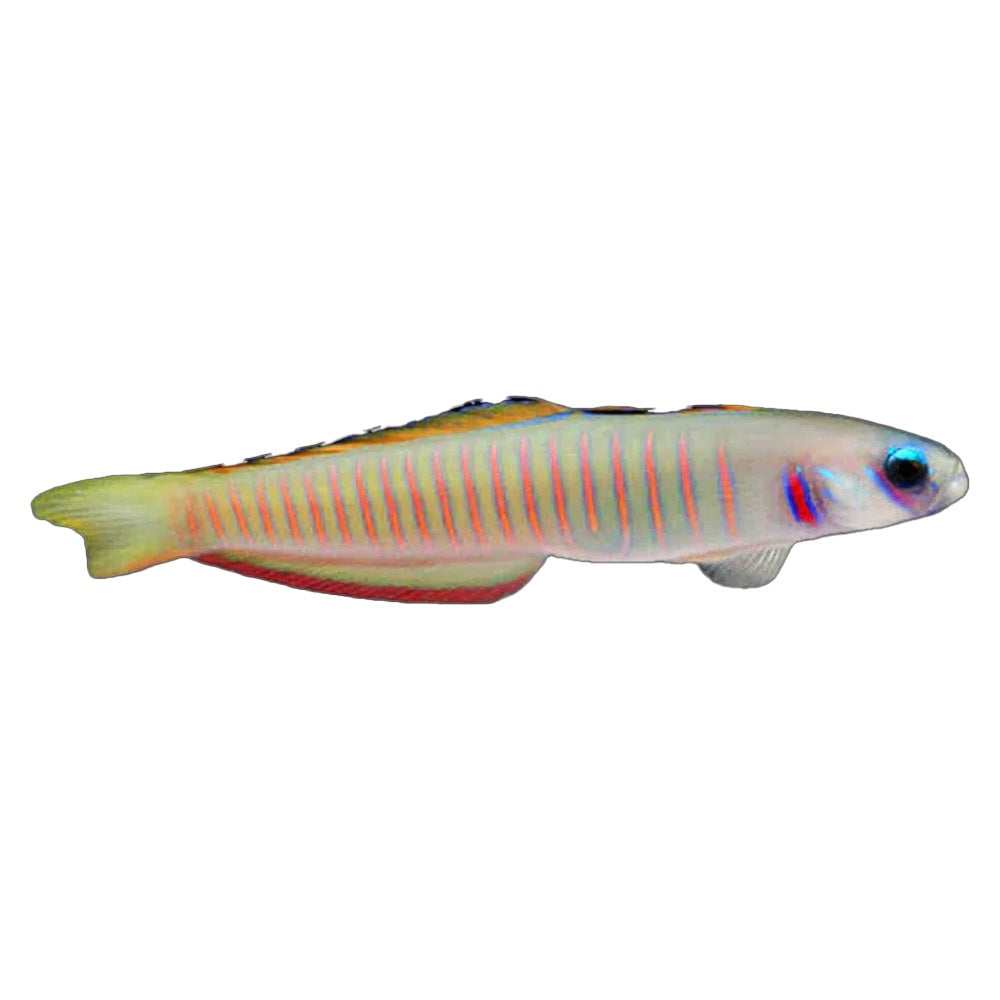 Zebra Barred Goby (Ptereleotris Zebra)