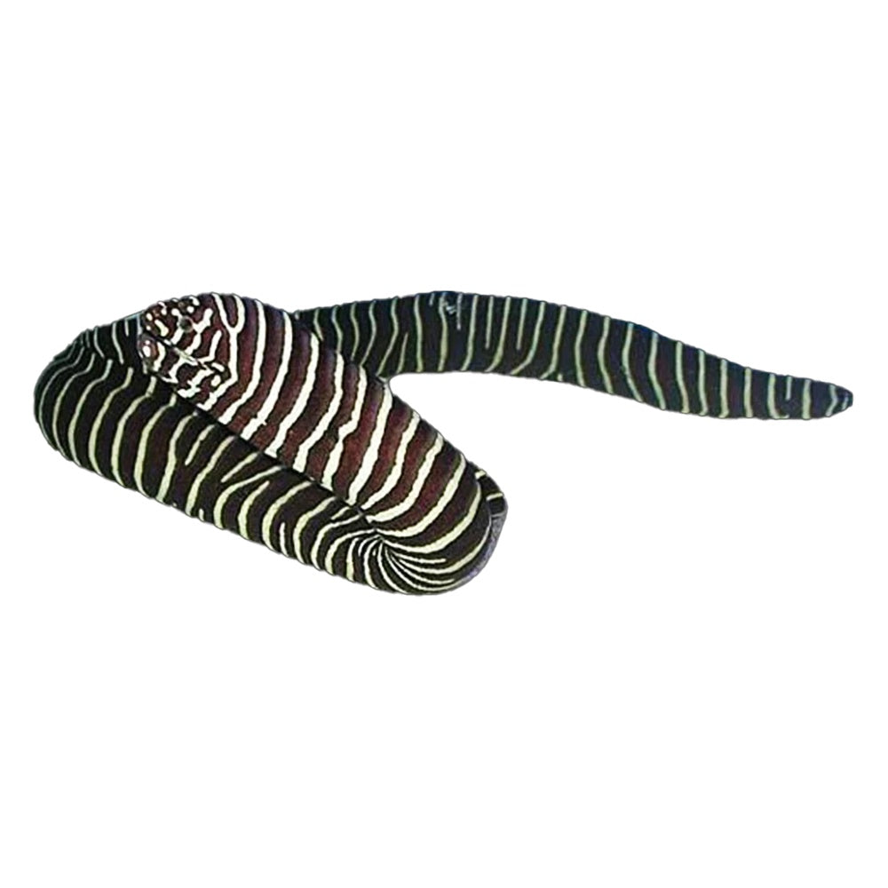 Zebra Morray Eel (Gymnomuraena Zebra)
