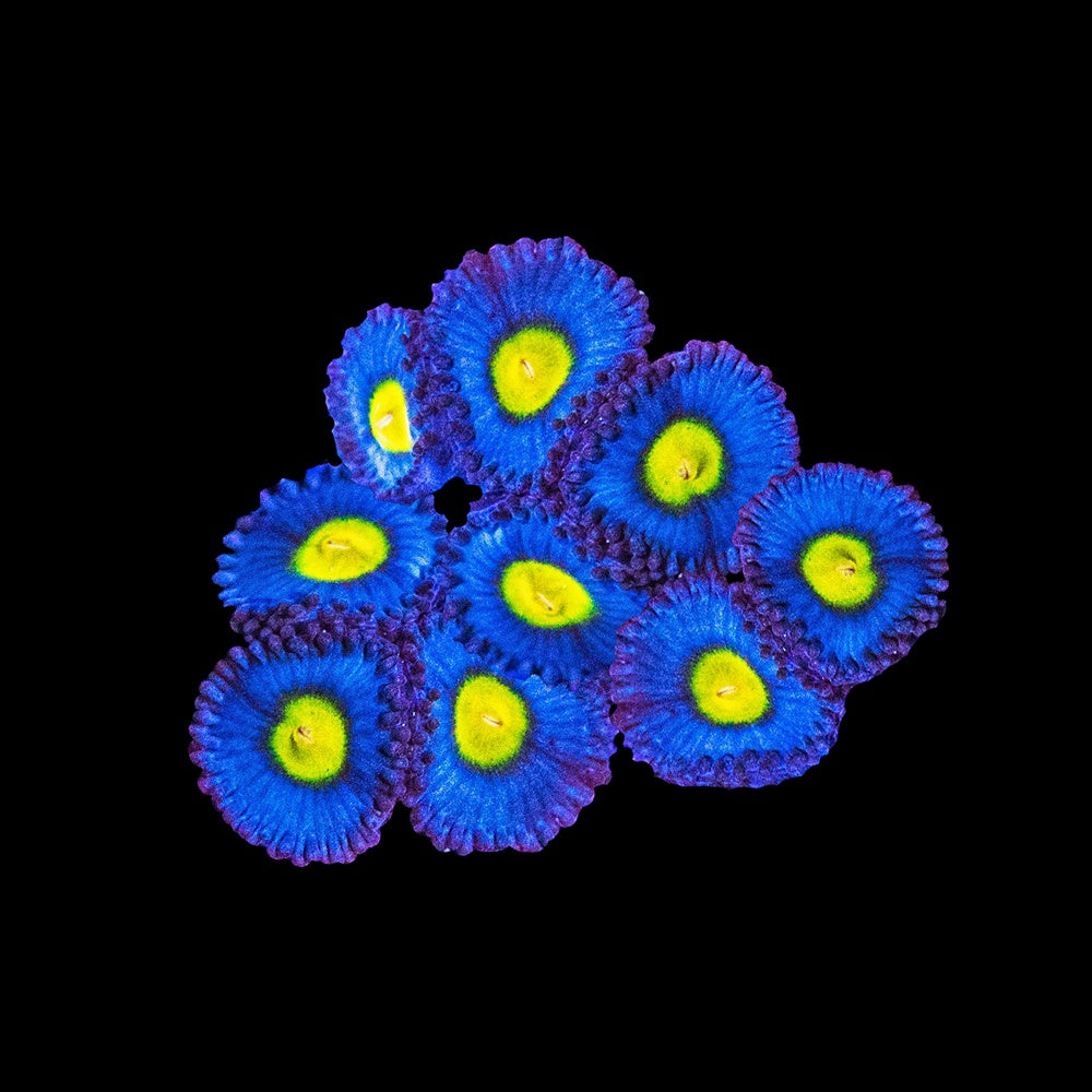 Zoanthid AOI