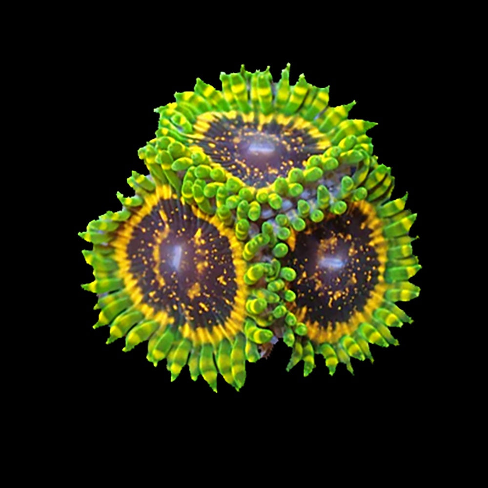 Zoanthid Adonis