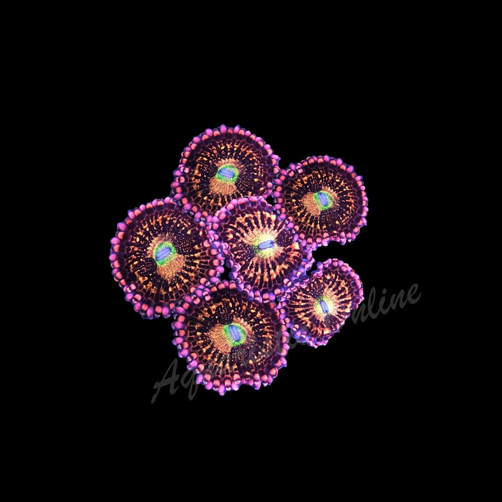 Zoanthid Alien Anti Venom