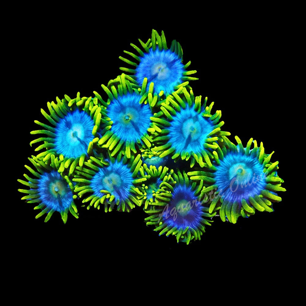 Zoanthid Aussie Blue Eyes
