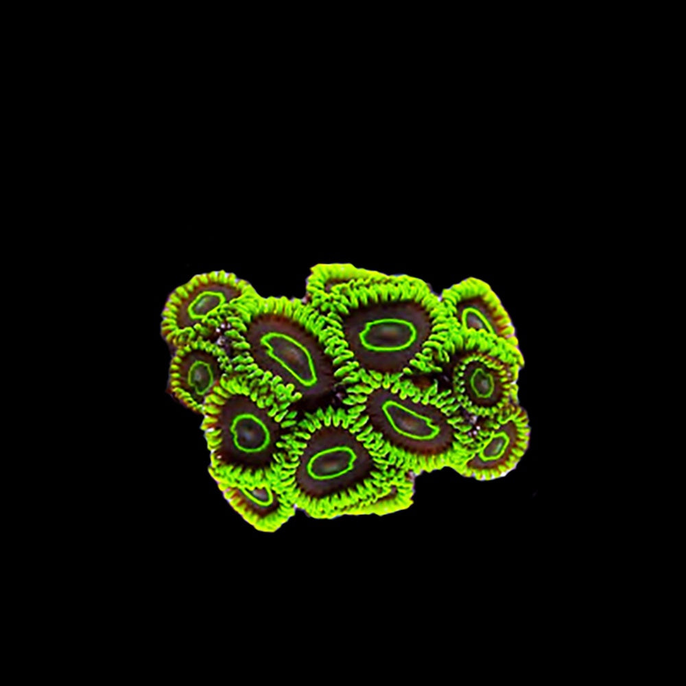 Zoanthid Aussie Macaw