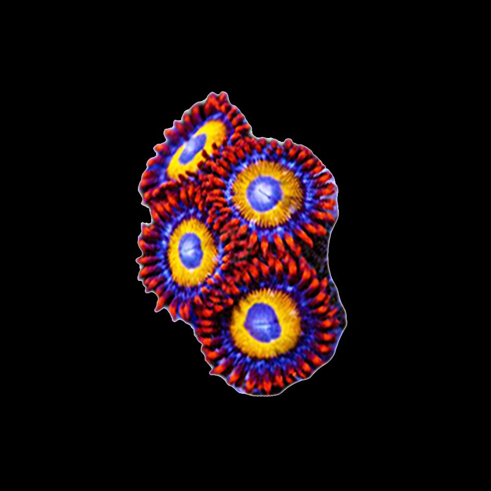 Zoanthid BBEB