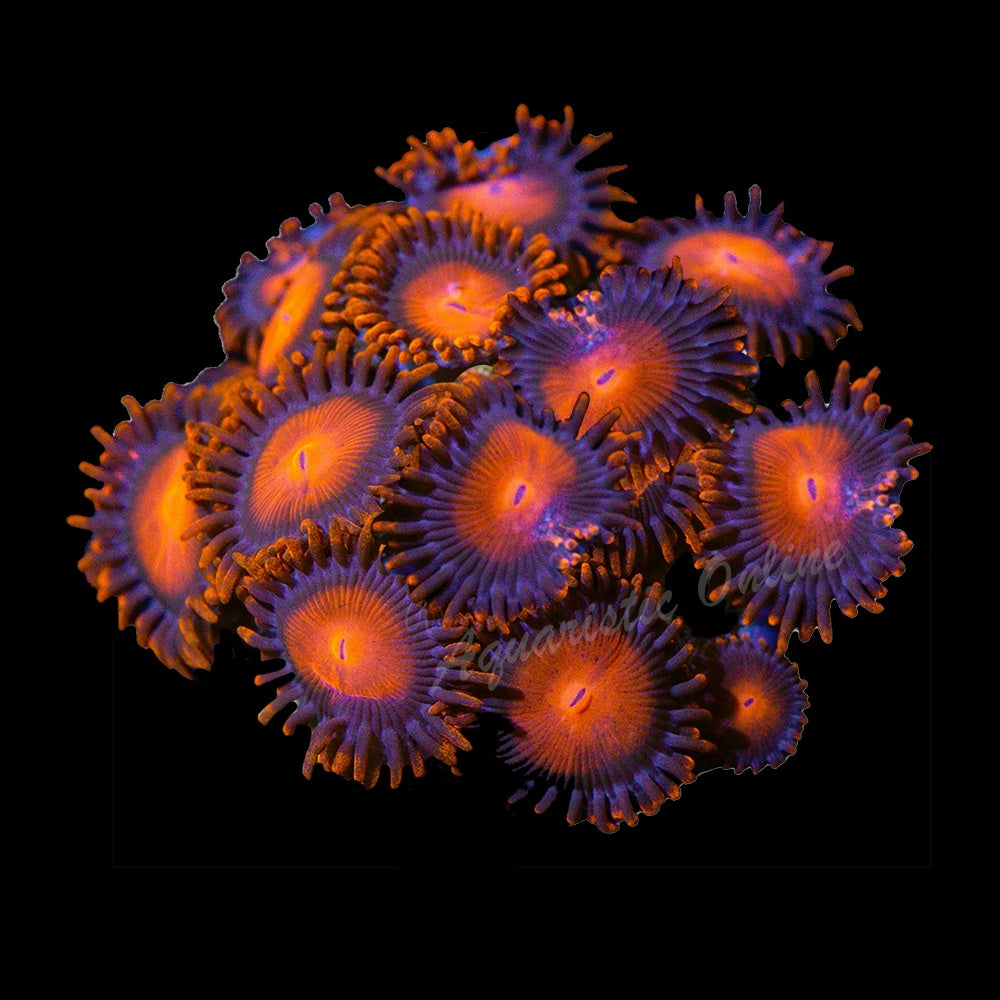 Zoanthid Bam Bam