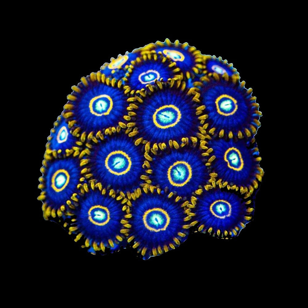 Zoanthid Blue Hornet