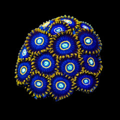 Zoanthid Blue Hornet