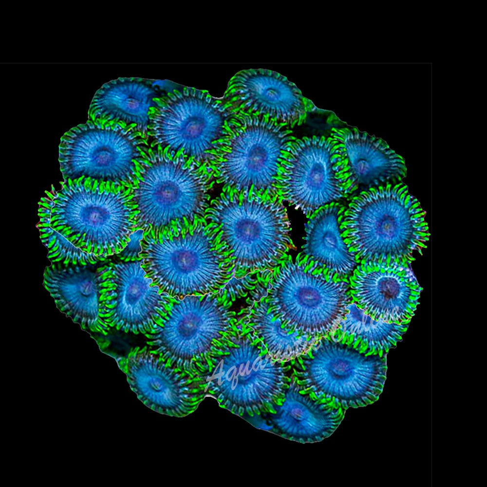 Zoanthid Blue Orgasm